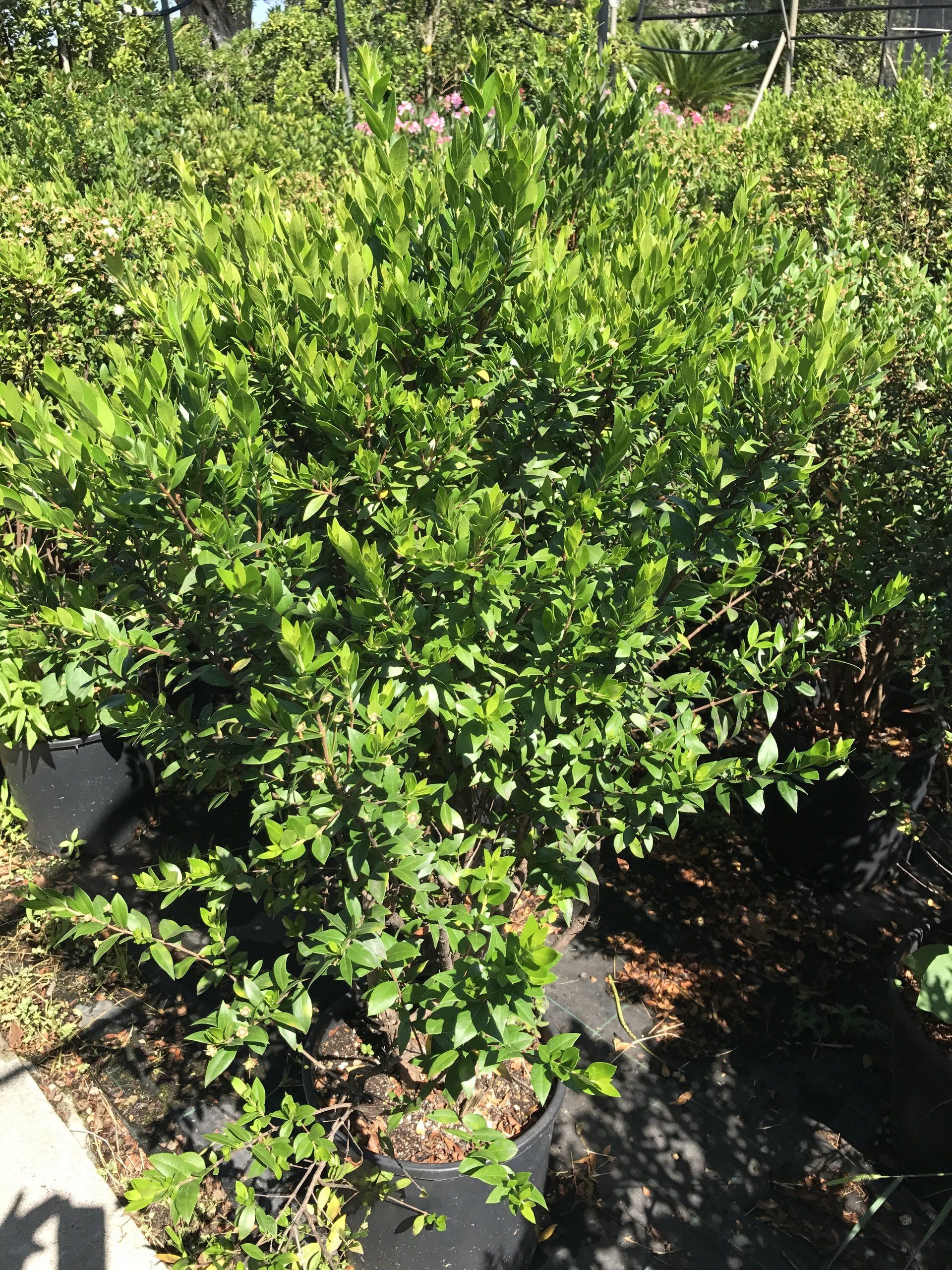 In un giardino cresce un cespuglio con tante foglie verdi.