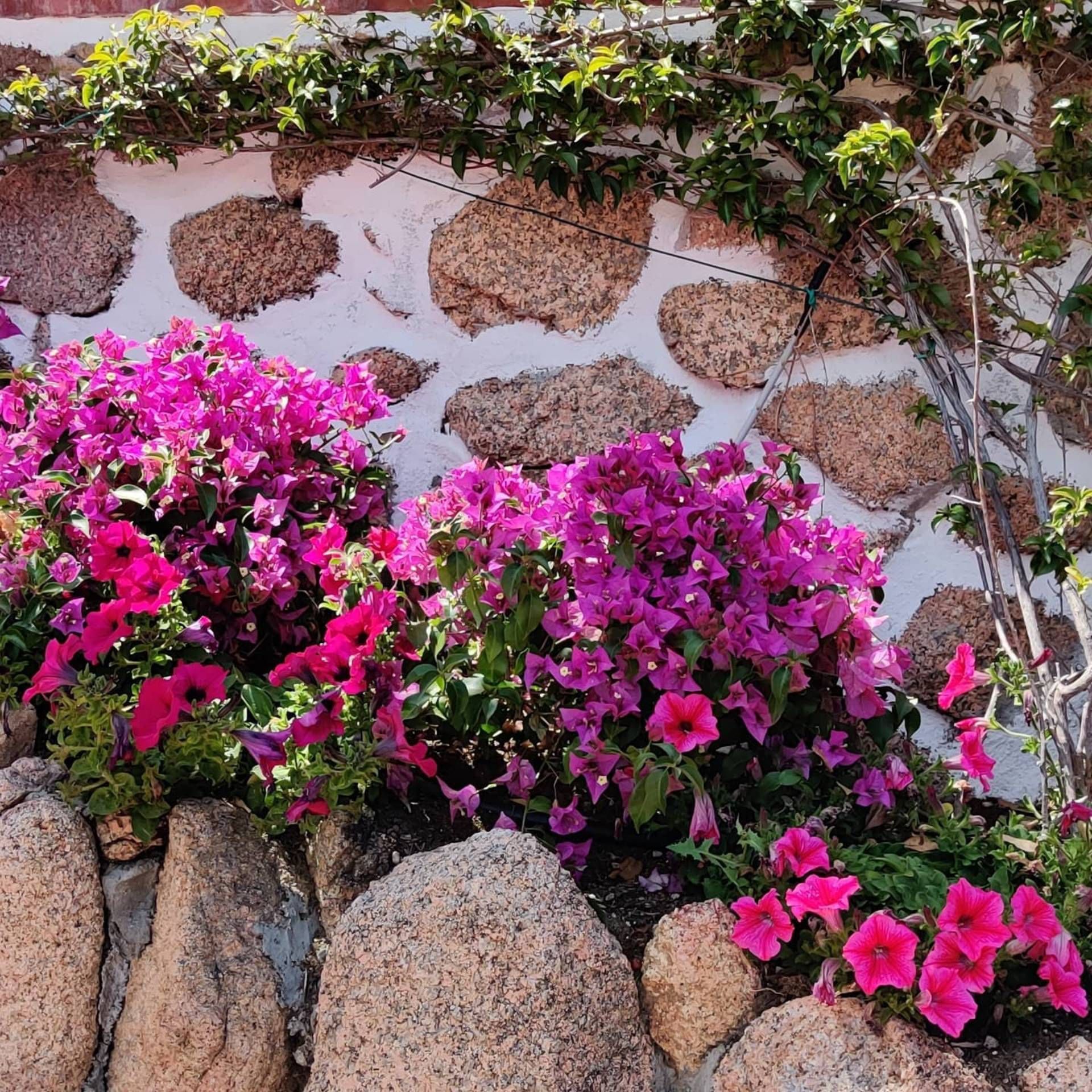 Purple flowers grow in front of a stone wall