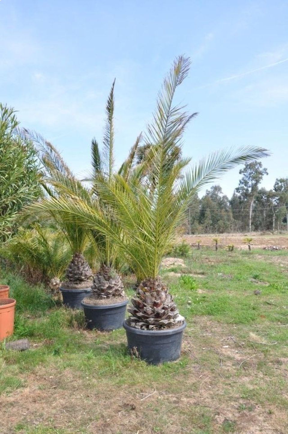 Palme in vaso