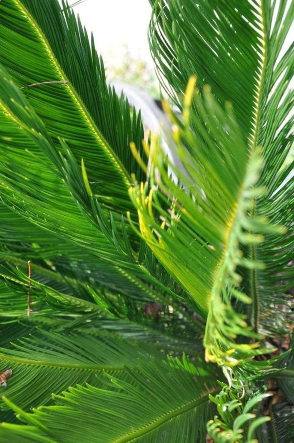Piante esotiche