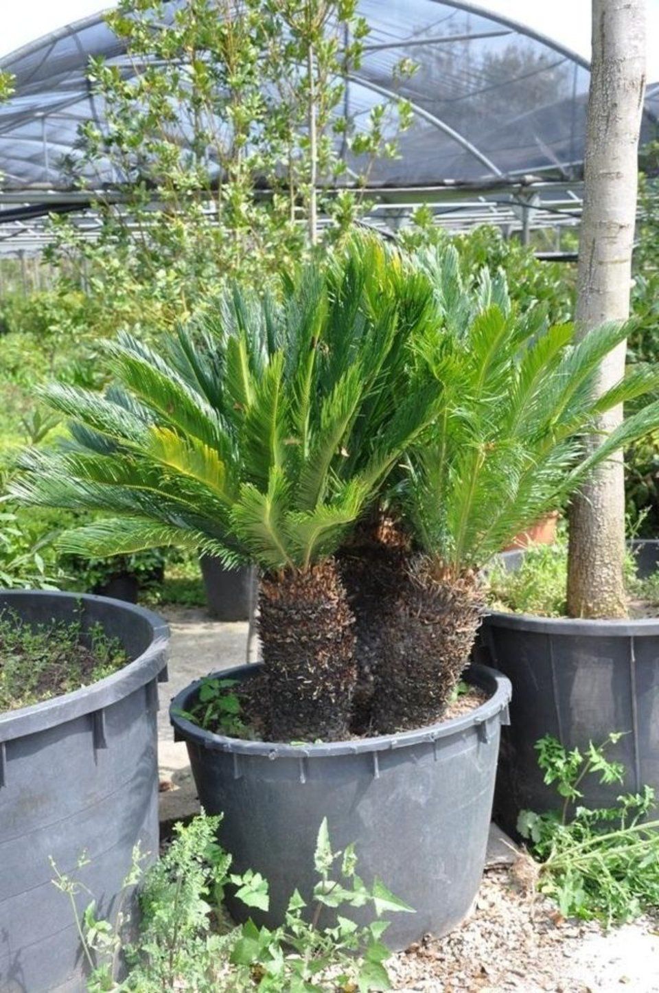 Palme