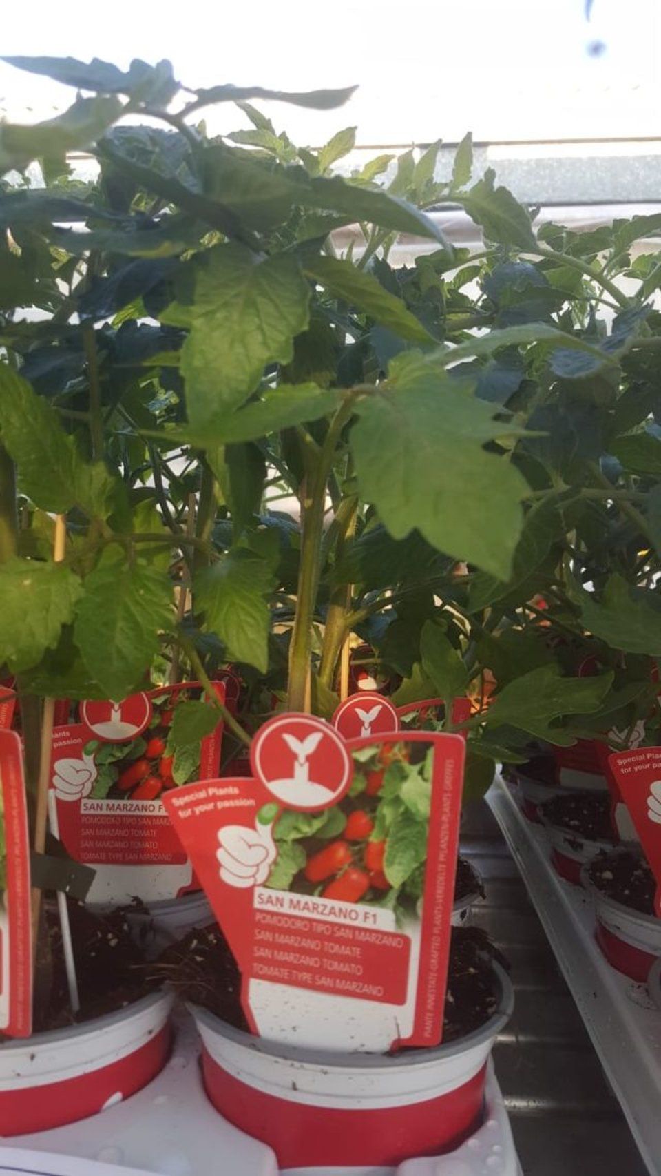 Ein paar Tomatenpflanzen in Töpfen mit Etiketten darauf