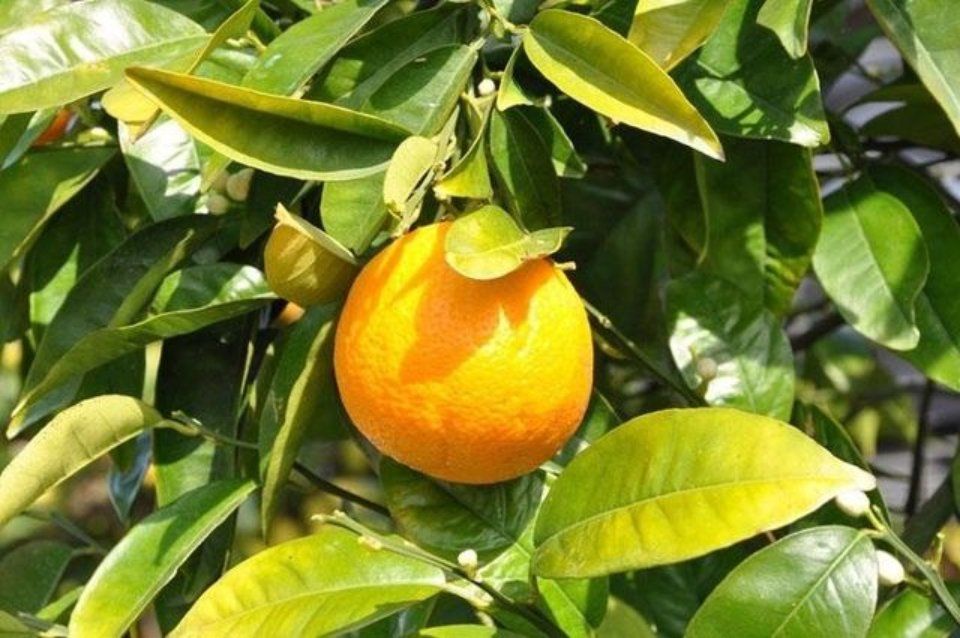 Citrus fruits