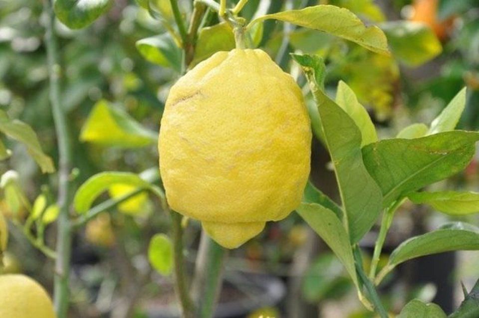 Lemon