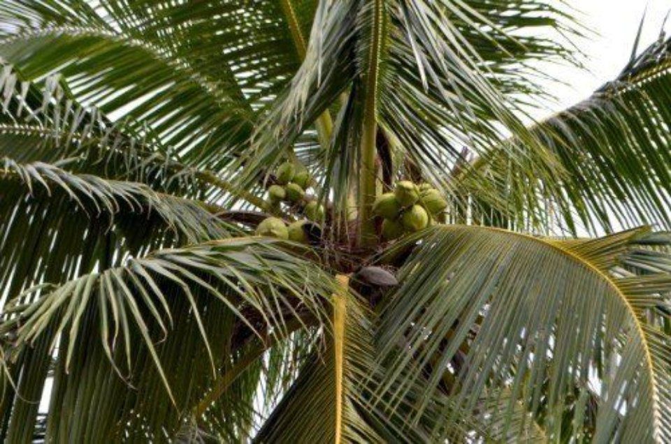 Foglie di palma