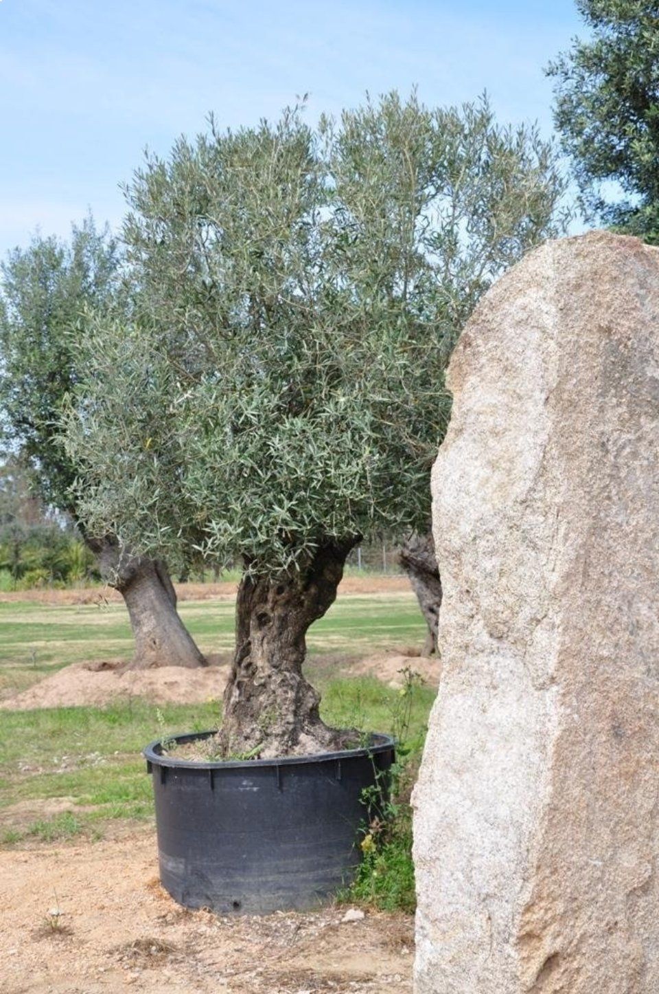 Supplying olive trees