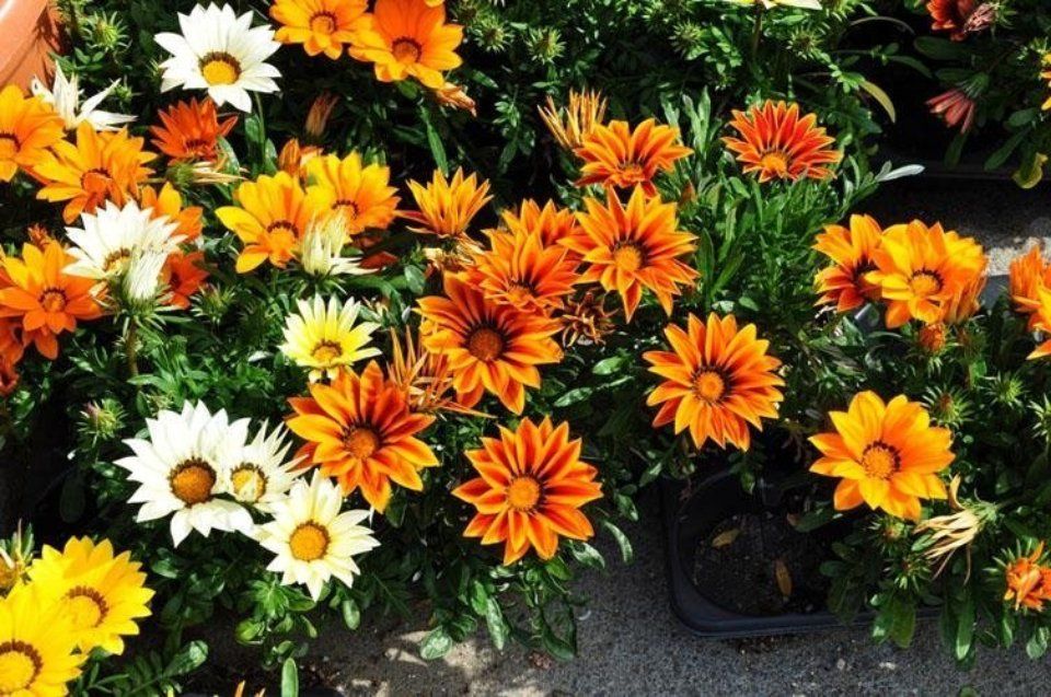 Fiori per giardini