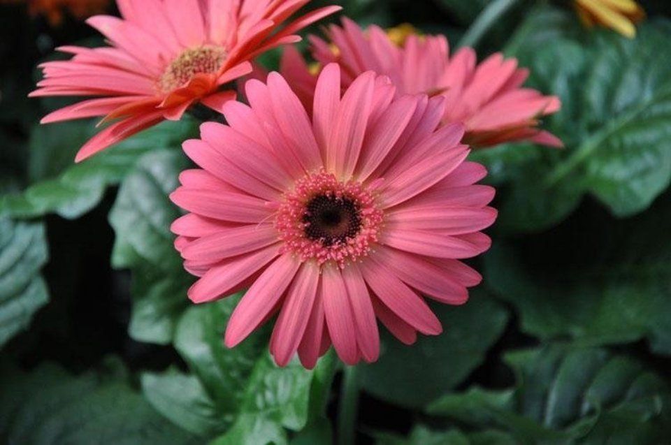Fiore per interni