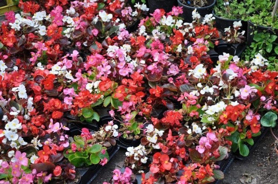 Fioriture per giardini