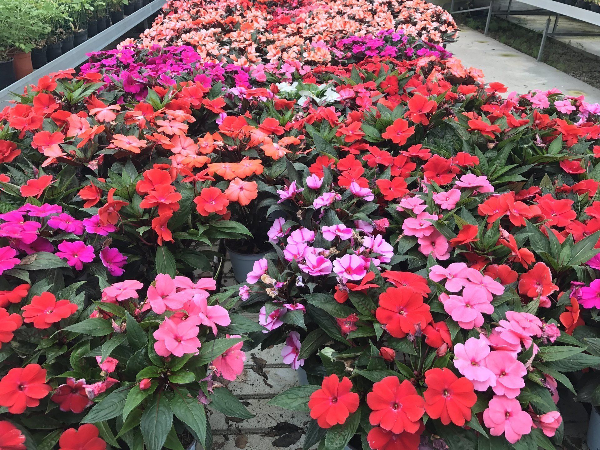 A bouquet of flowers is sitting on top of each other in a garden.