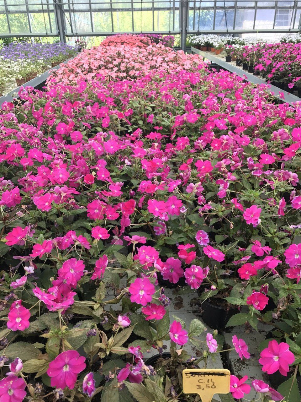 Ein Gewächshaus voller rosa Blumen.