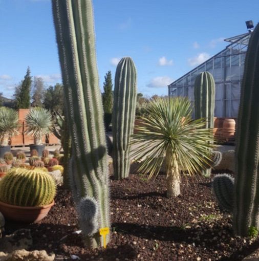 Un giardino di cactus con una serra sullo sfondo