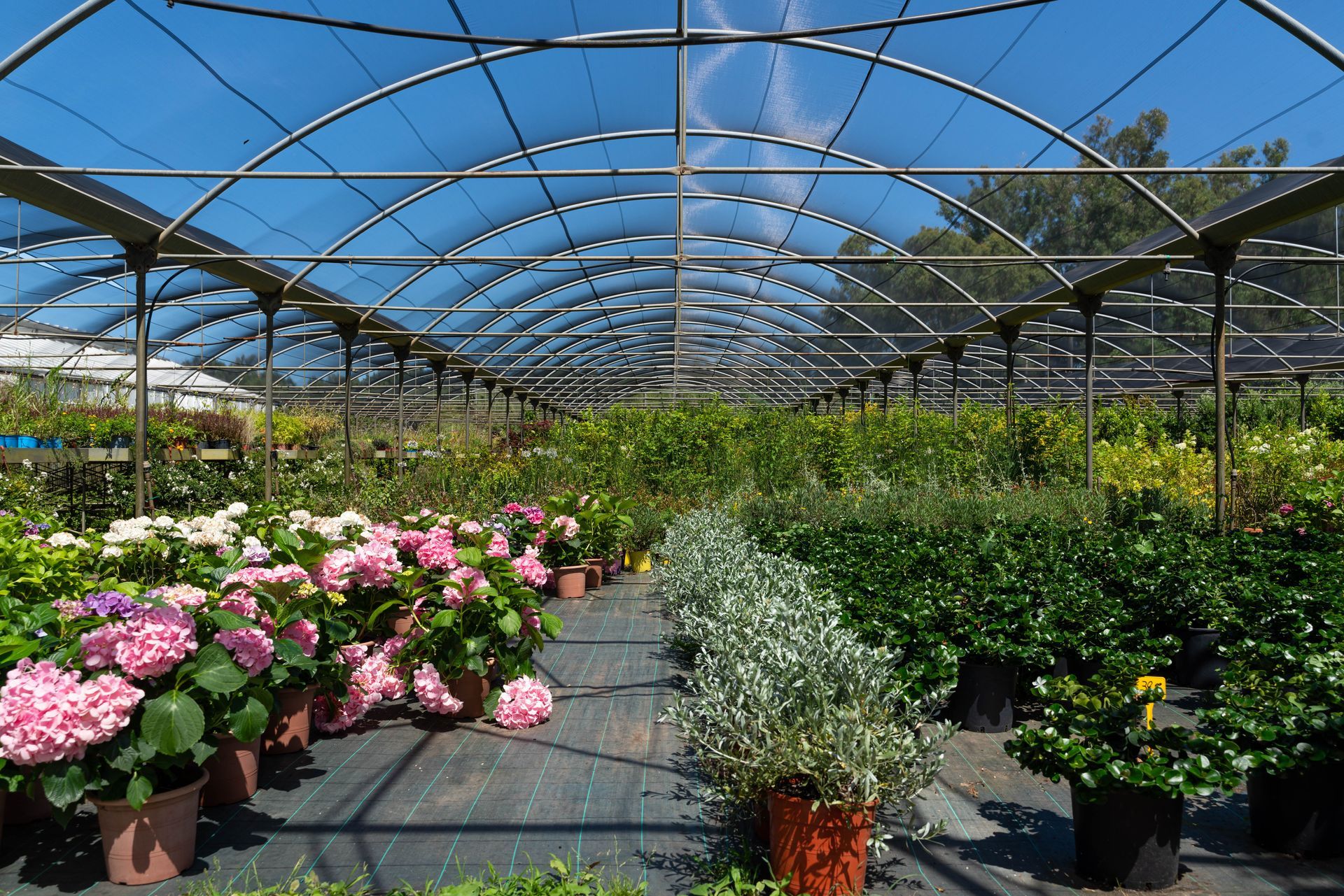 Una serra piena di tante piante e fiori in vaso