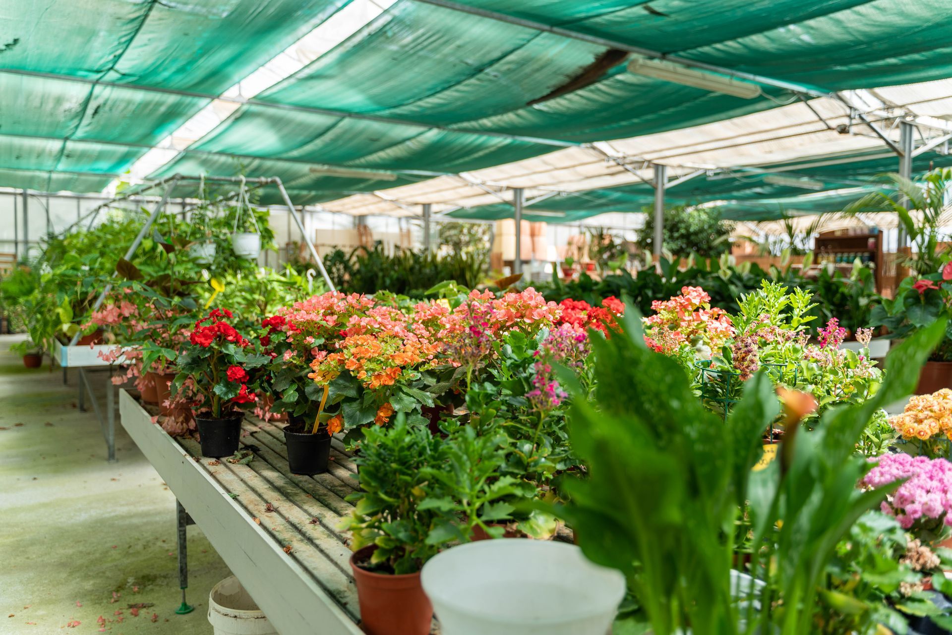 A greenhouse full of many potted plants and flowers.