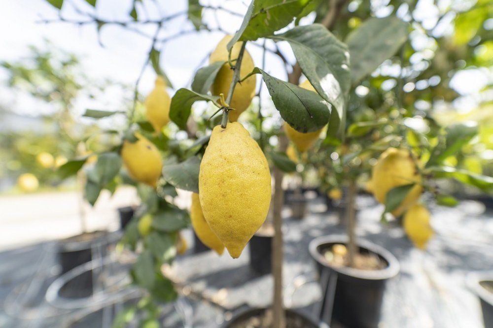 A close-up of a lemon hanging from a tree.