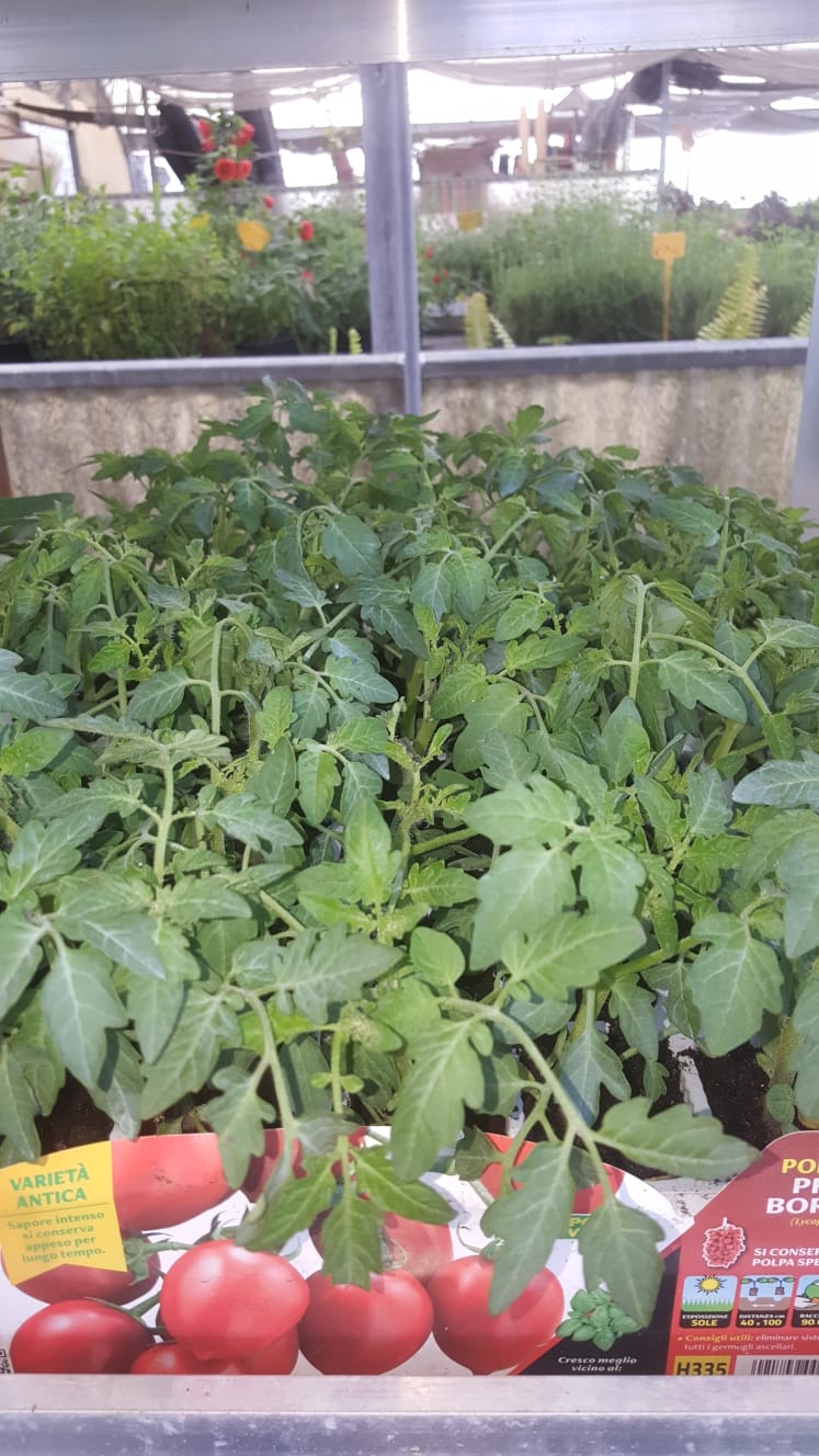 In einem Gewächshaus wachsen viele Tomatenpflanzen.
