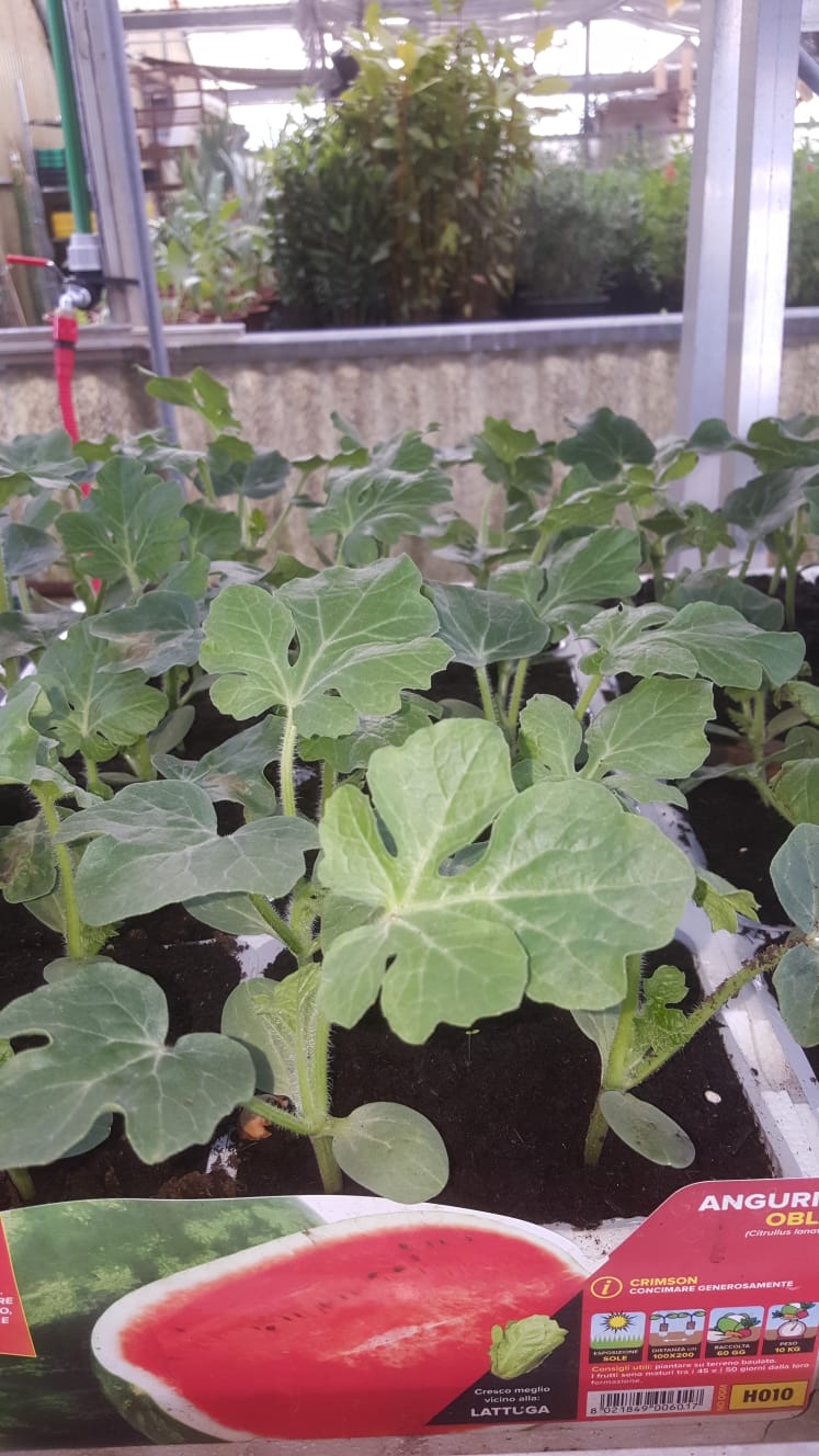 In einem Gewächshaus wachsen mehrere Wassermelonensetzlinge.
