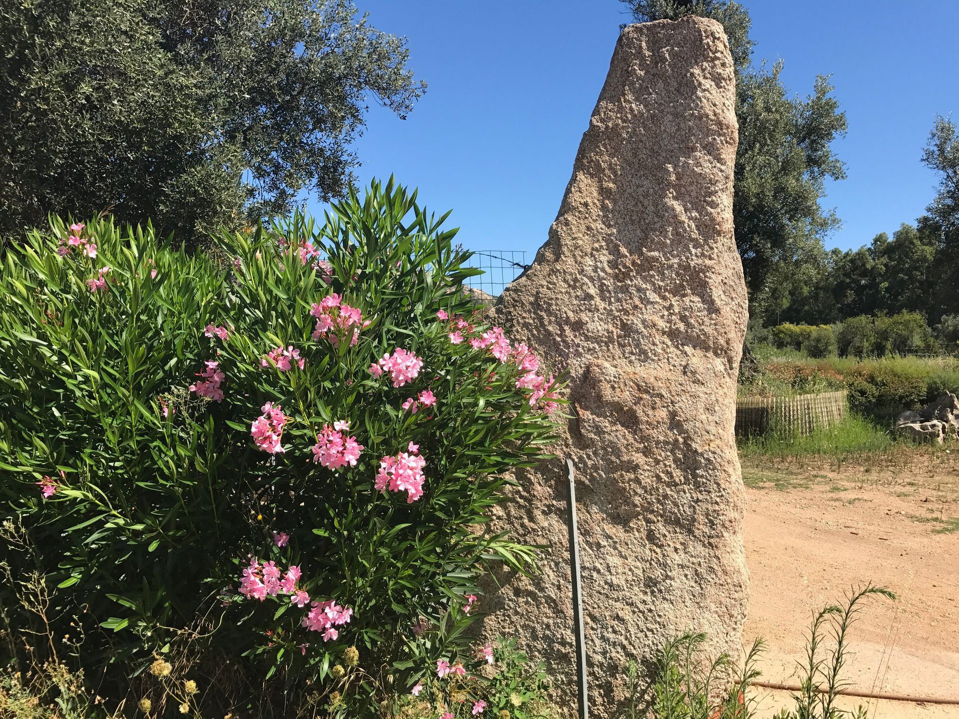 Ein großer Felsen mit rosa Blumen davor