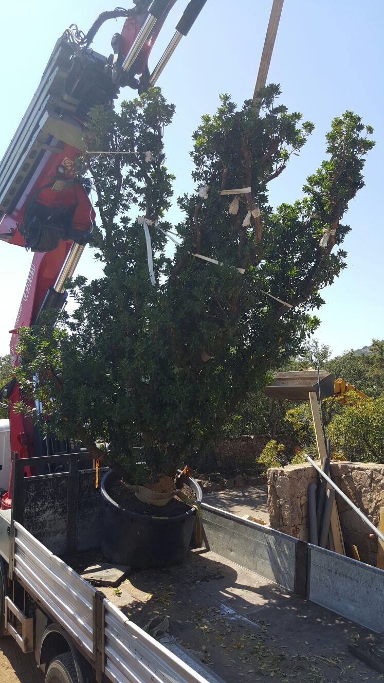 Ein großer Baum wird von einem Kran auf einen Lastwagen gehoben.