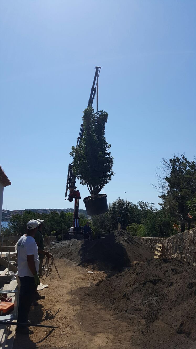 Ein Mann steht vor einem großen Baum, der von einem Kran angehoben wird.