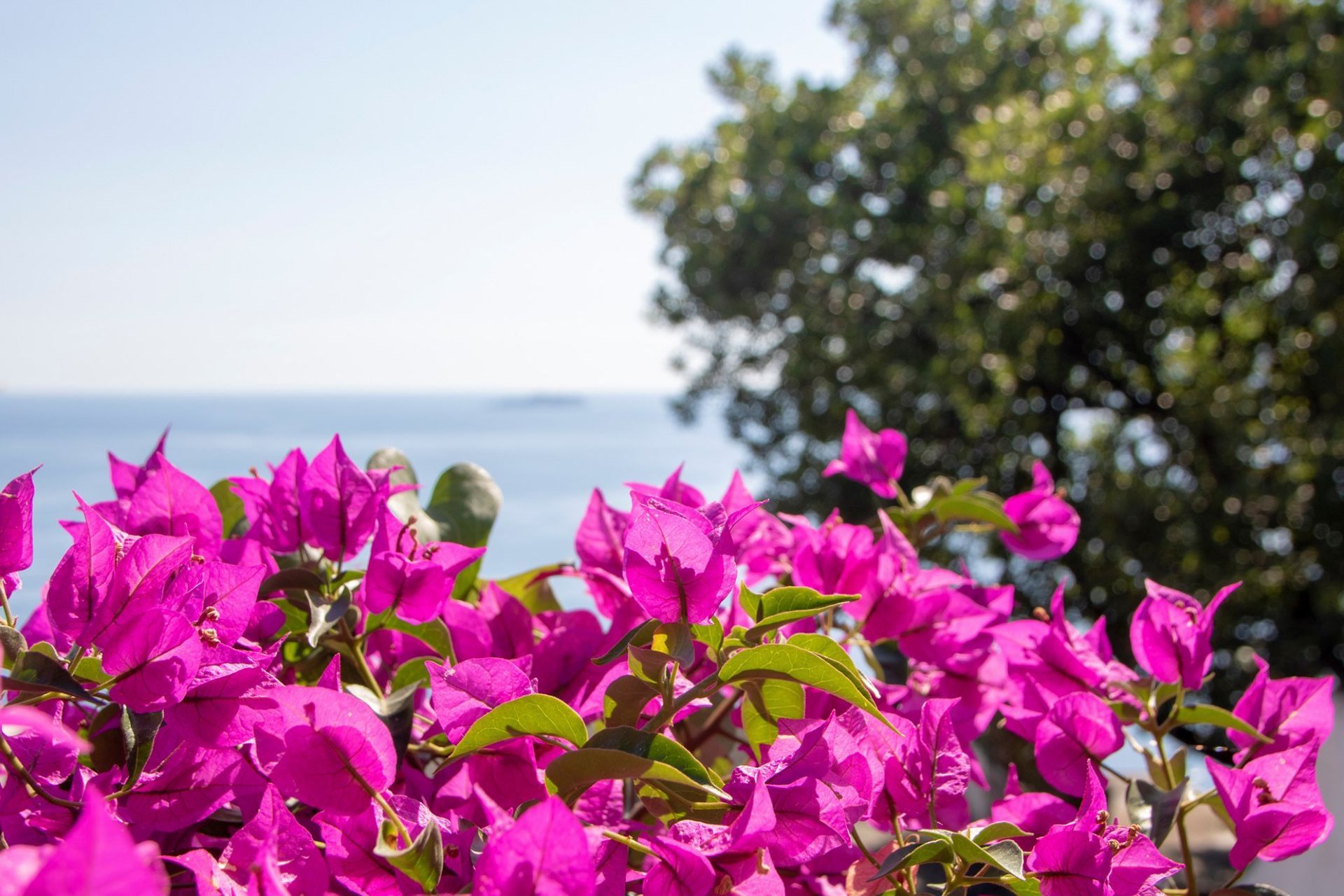 Un mazzo di fiori viola con un albero sullo sfondo e l'oceano sullo sfondo.