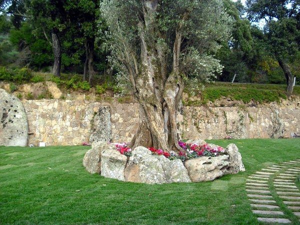 Ein großer Baum ist von Felsen und Blumen in einem Garten umgeben