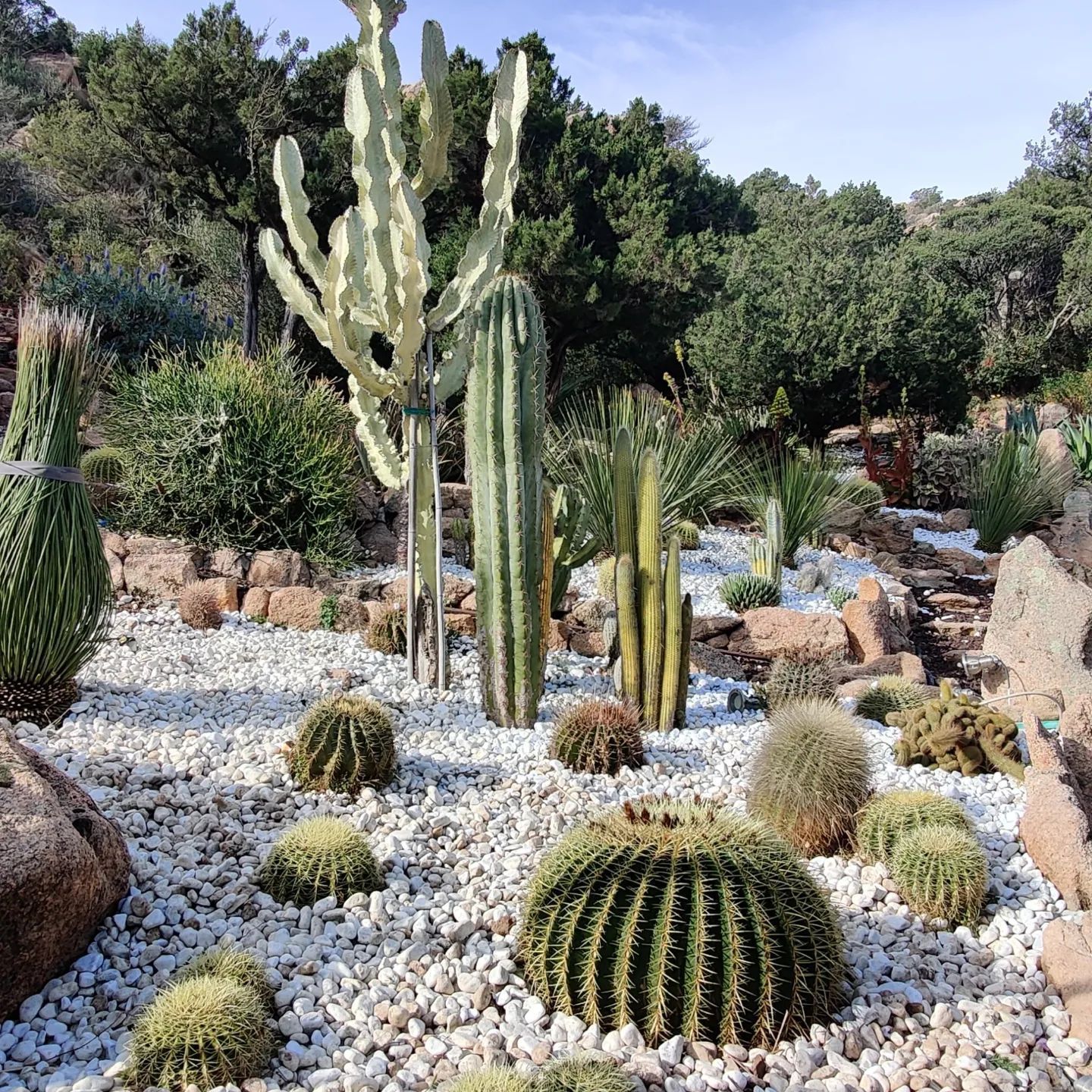 Ein Garten voller Kakteen und Steine