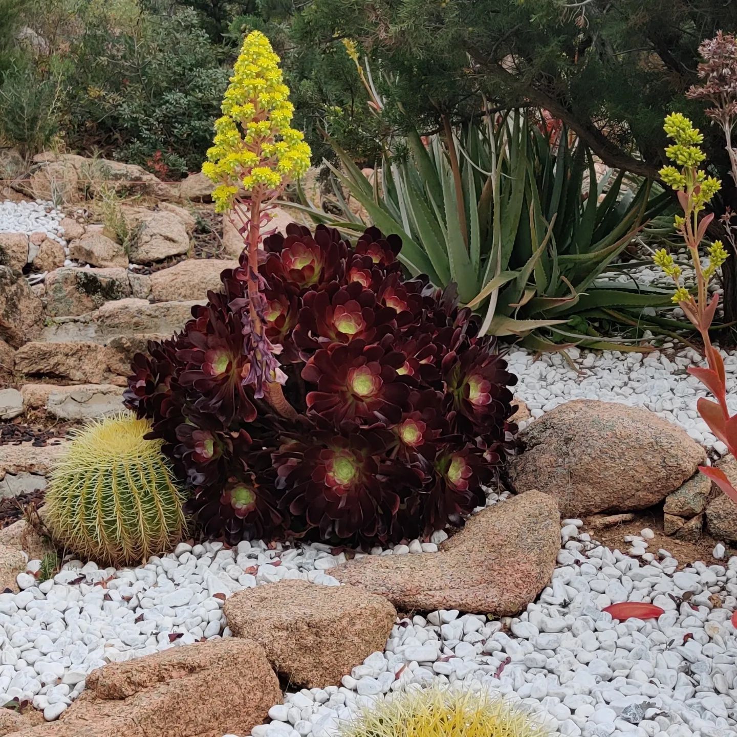Ein Kaktus mit einer gelben Blüte ist von Felsen und Kies umgeben.