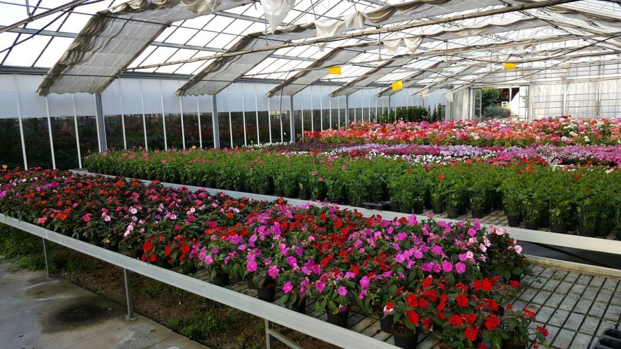 Una serra piena di tante piante e fiori in vaso.