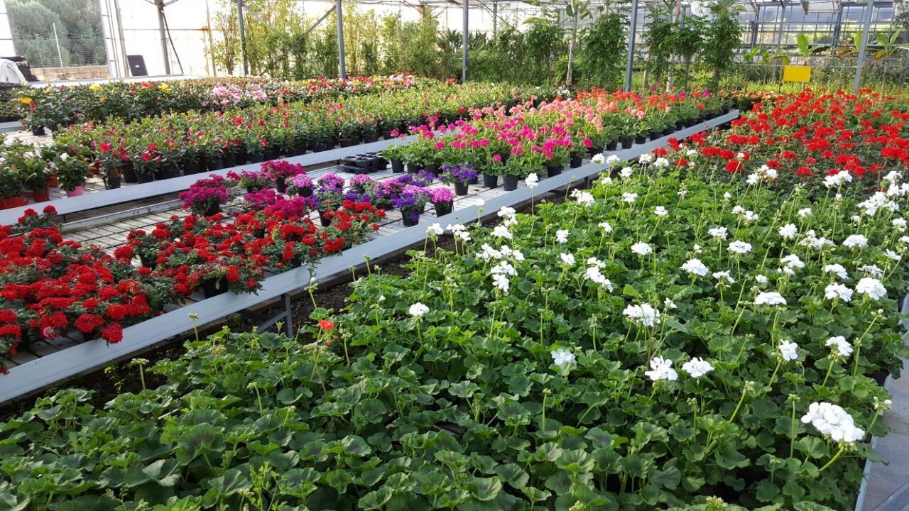 Una serra piena di tanti tipi diversi di fiori.