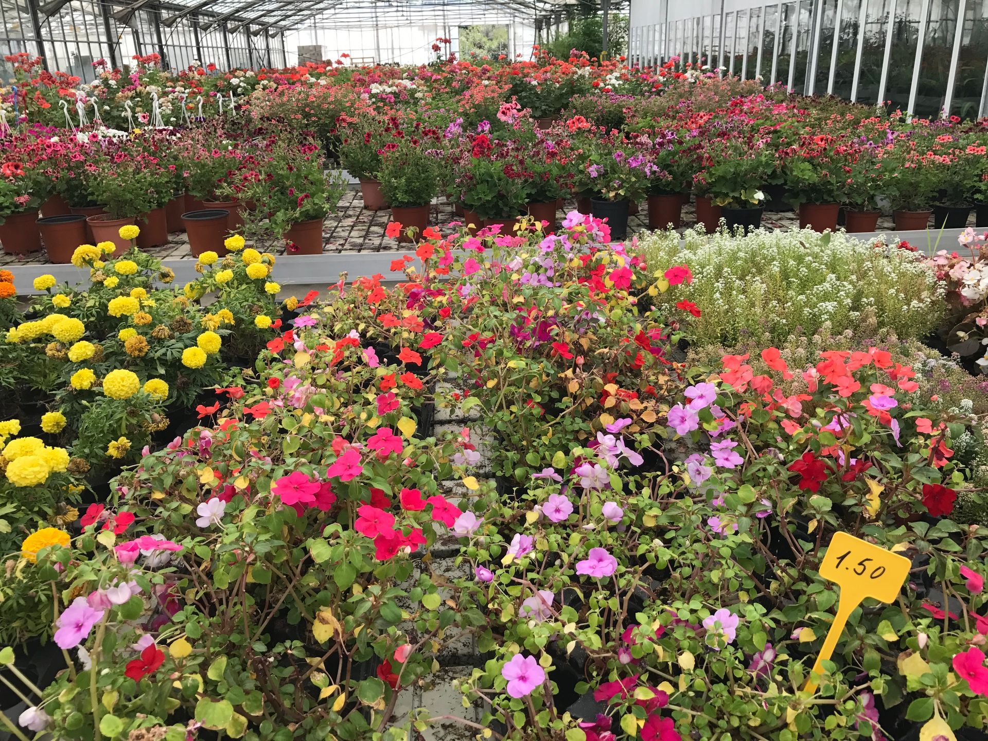 Una serra piena di tanti fiori e piante colorate.