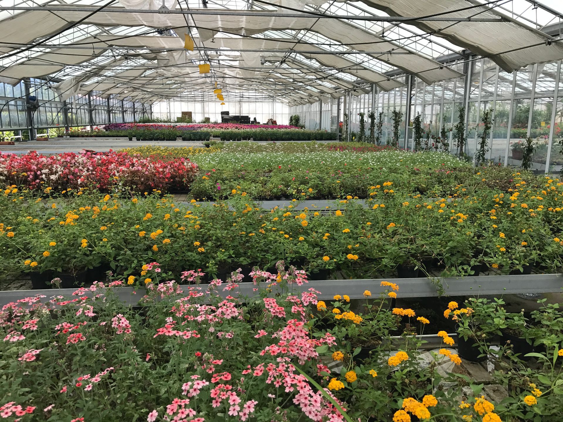 Una serra piena di tanti fiori e piante.