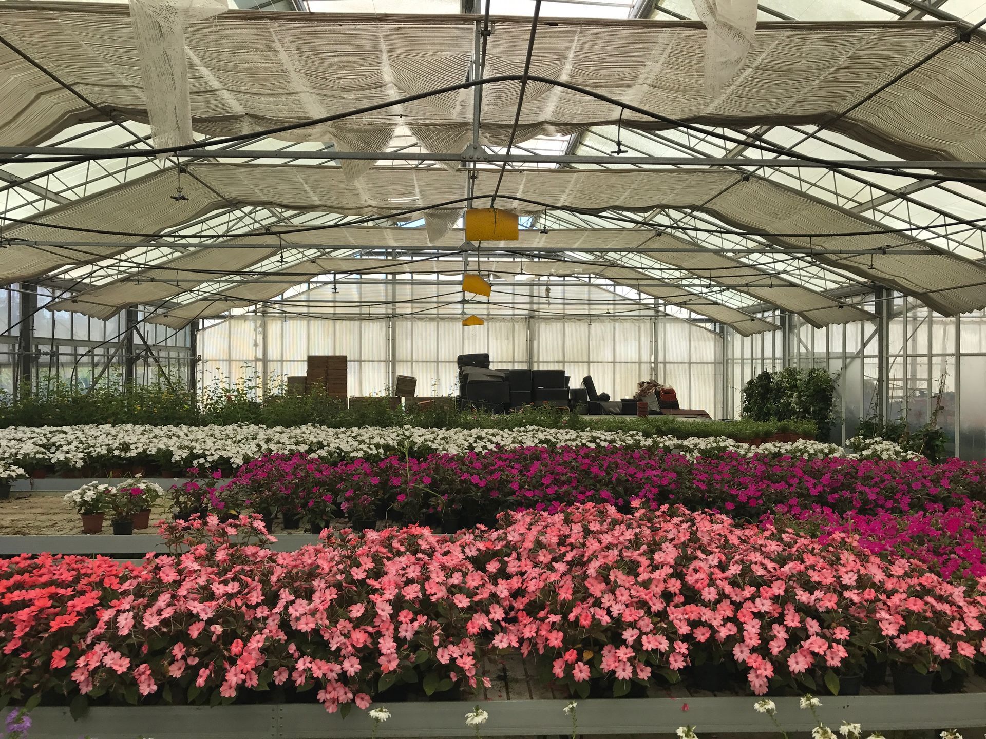 Una serra piena di tanti fiori rosa e viola