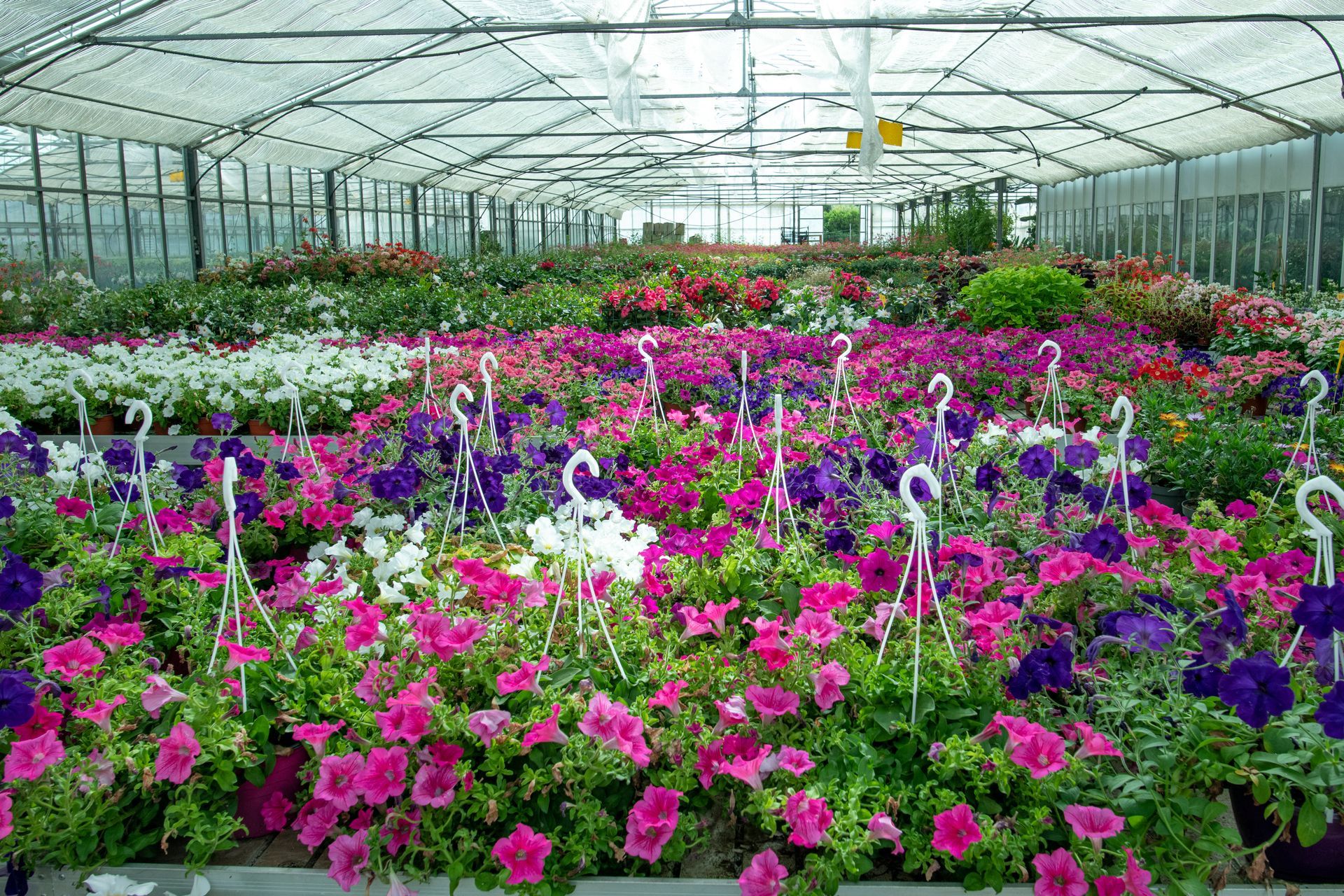 Una serra piena di tanti fiori rosa e viola