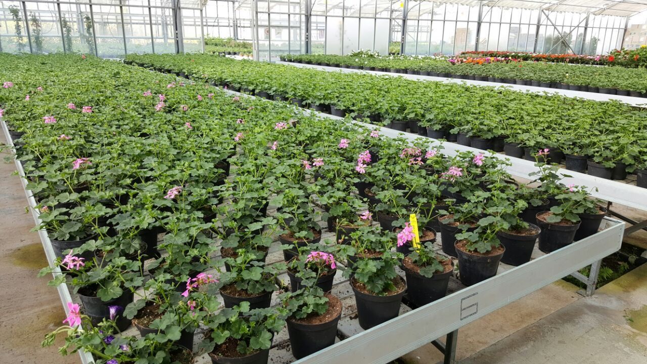 Una serra piena di tante piante e fiori in vaso.