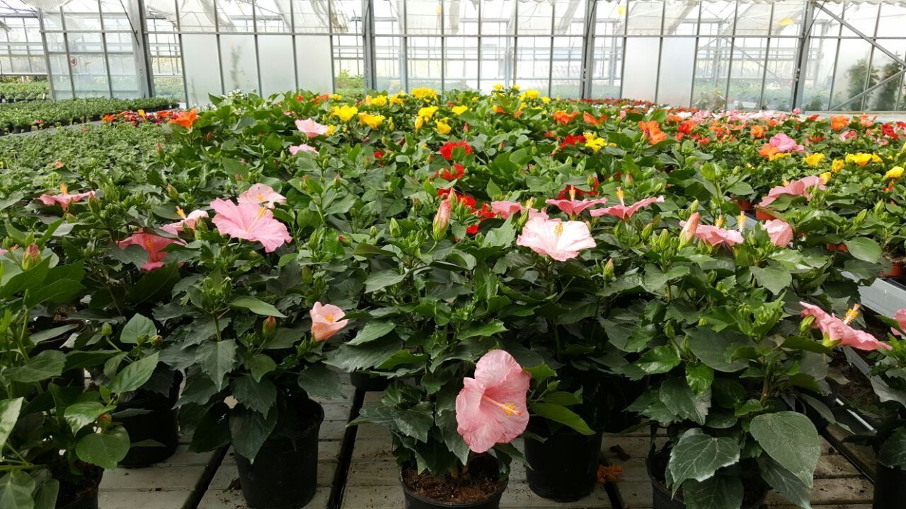 Una serra piena di tante piante e fiori in vaso.