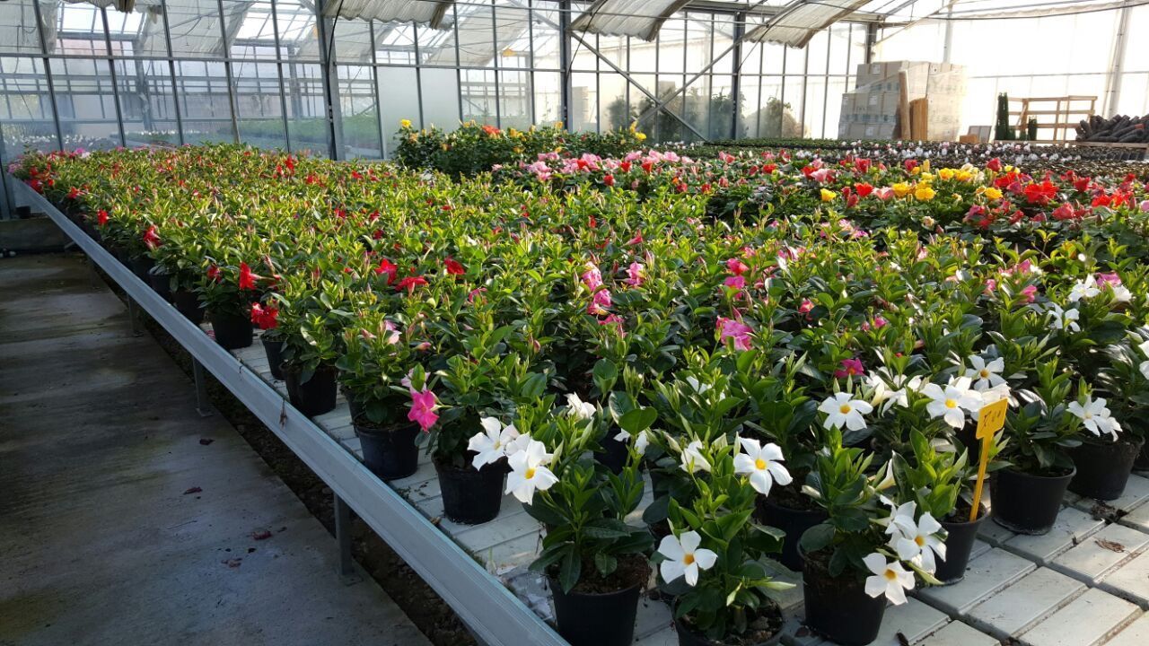 Una serra piena di tante piante e fiori in vaso.