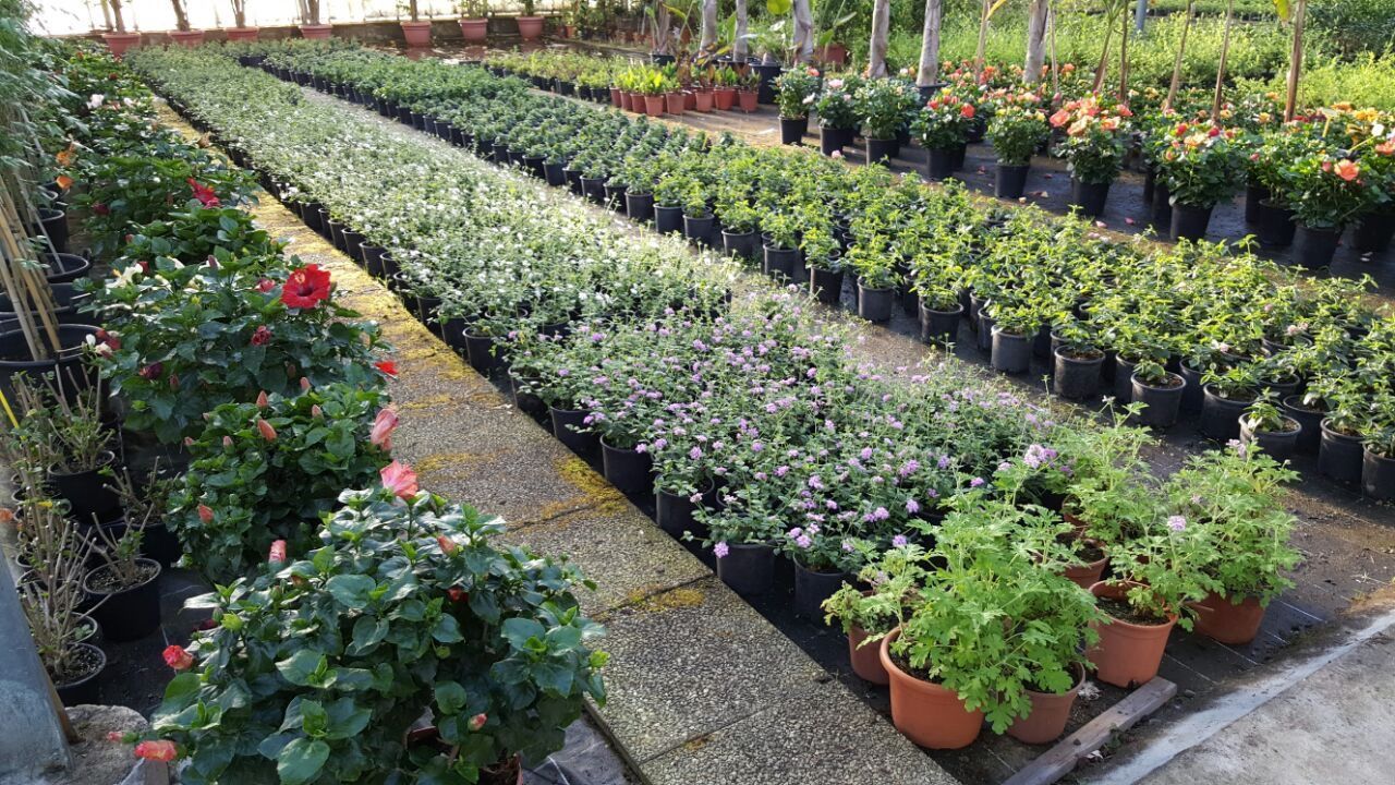 Una serra piena di tante piante e fiori in vaso.