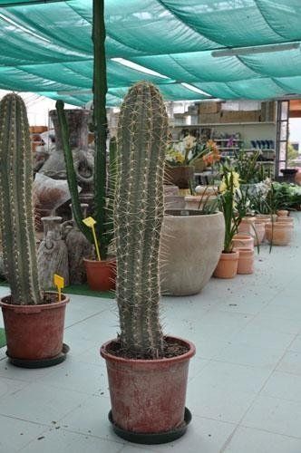 Ein großer Kaktus steht in einem Topf in einem Gewächshaus.