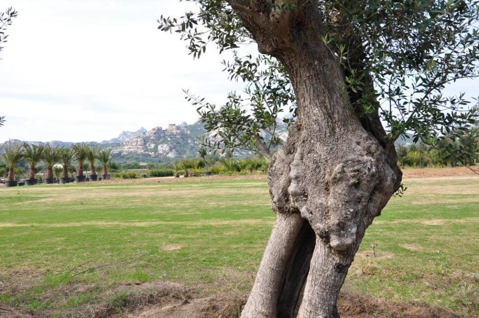 vivai con vendita ulivi secolari in Sardegna