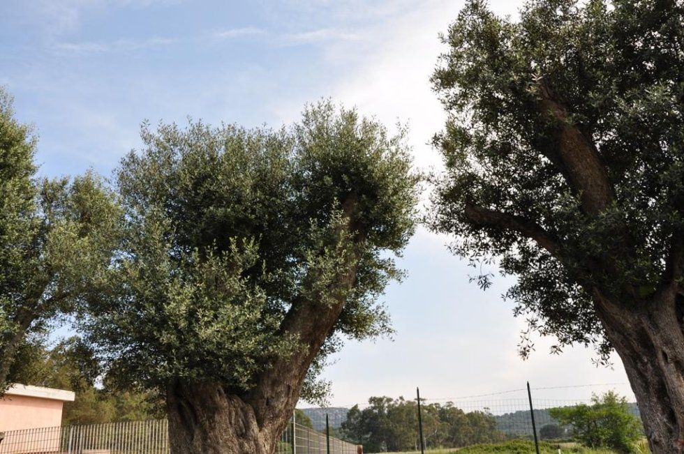 vendita ulivi secolari Sardegna