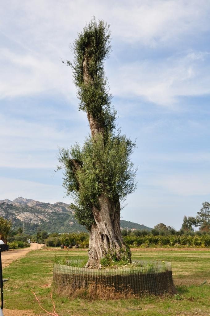 servizio di vendita ulivi secolari in Sardegna