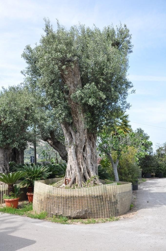 vivaio con ulivi secolari in Sardegna