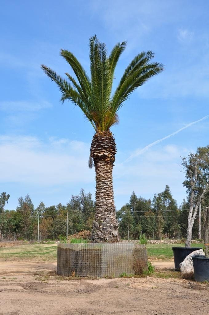 Una grande palma si trova in un campo sterrato