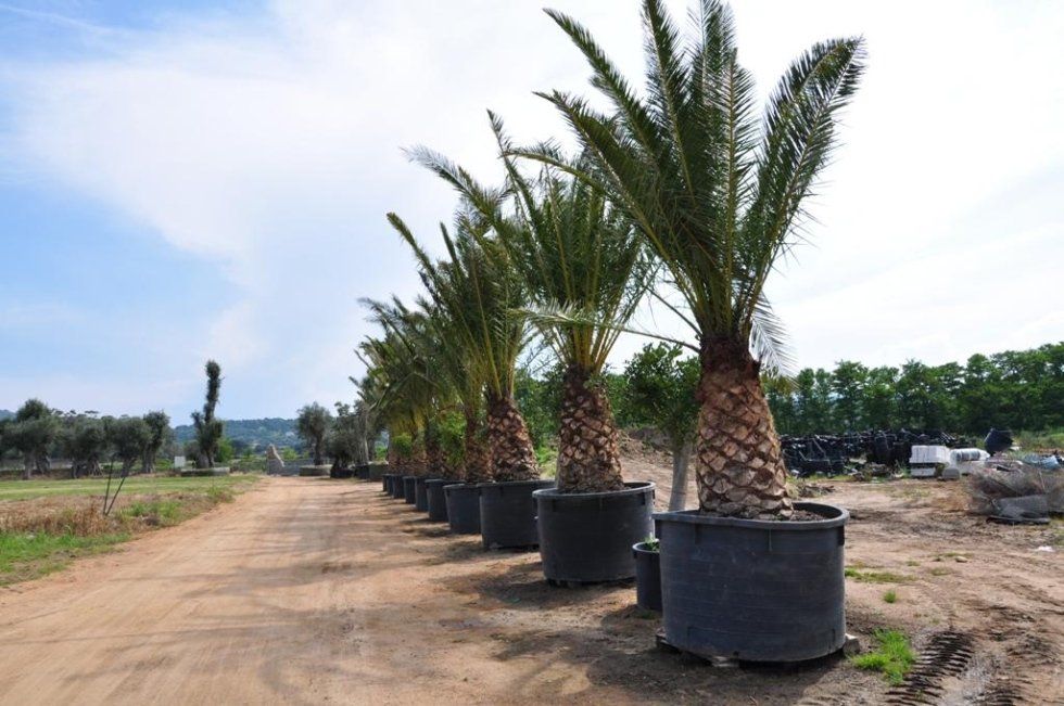 Una fila di palme in vasi neri su una strada sterrata