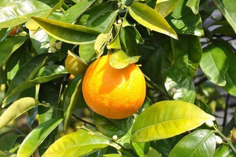 A close-up of an orange hanging from a tree