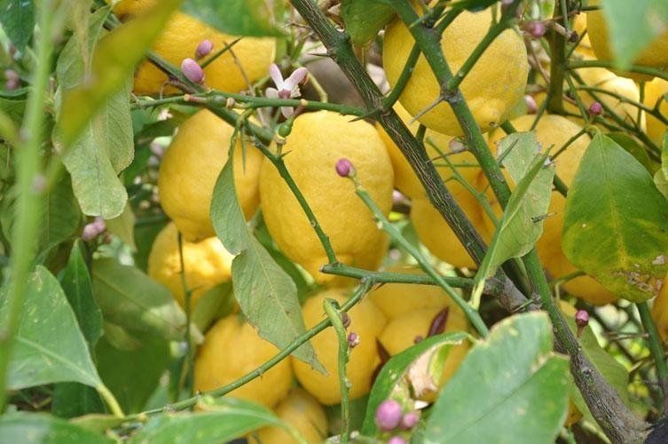 A bunch of lemons grows on a tree