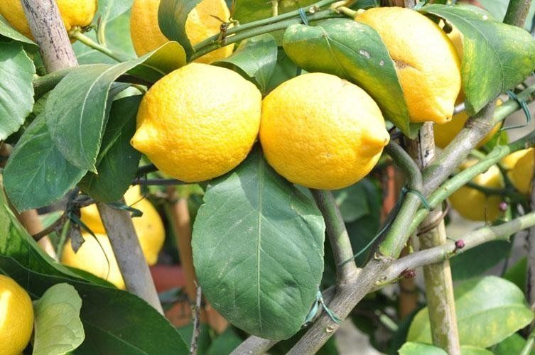A bunch of lemons grows on a tree