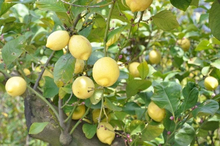 A bunch of lemons hangs from a tree.