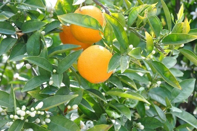 Two oranges grow on a tree with green leaves